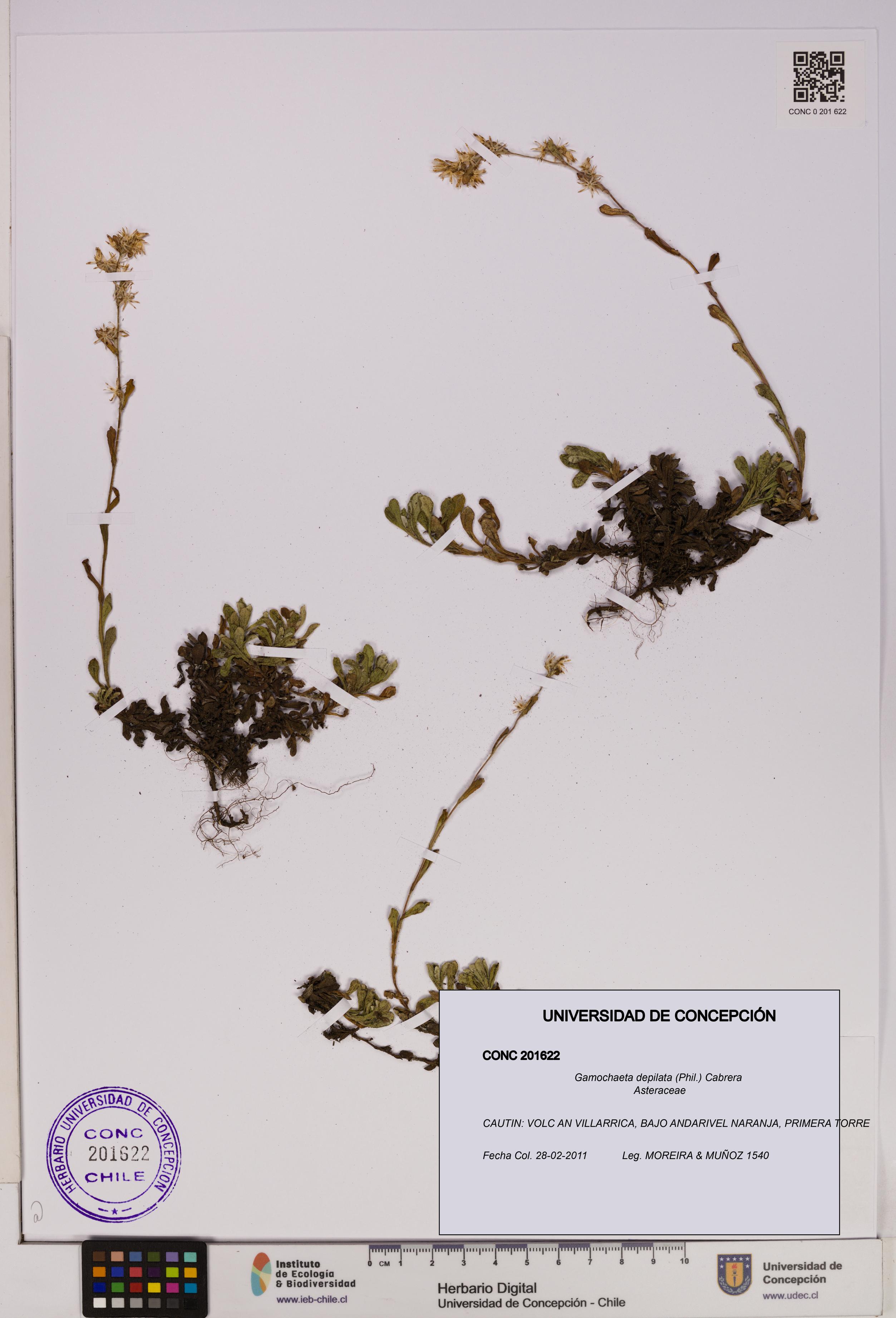 Gamochaeta depilata [Espécimen: UDEC:CONC:0201622]