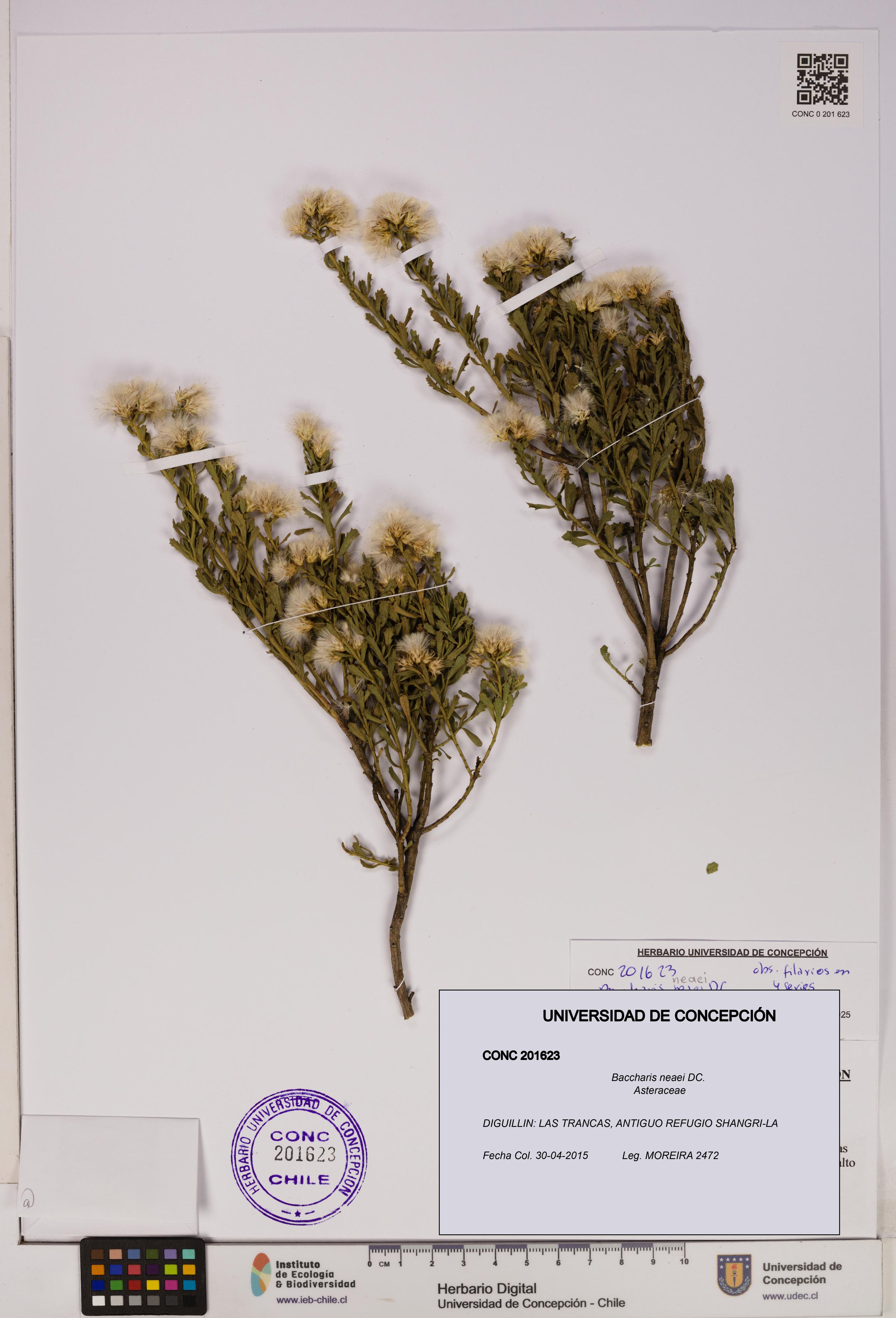 Baccharis neaei [Espécimen: UDEC:CONC:0201623]