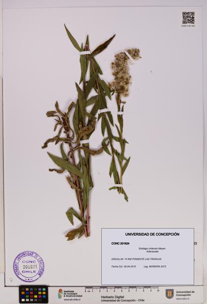 Solidago chilensis [Espécimen: UDEC:CONC:0201624]