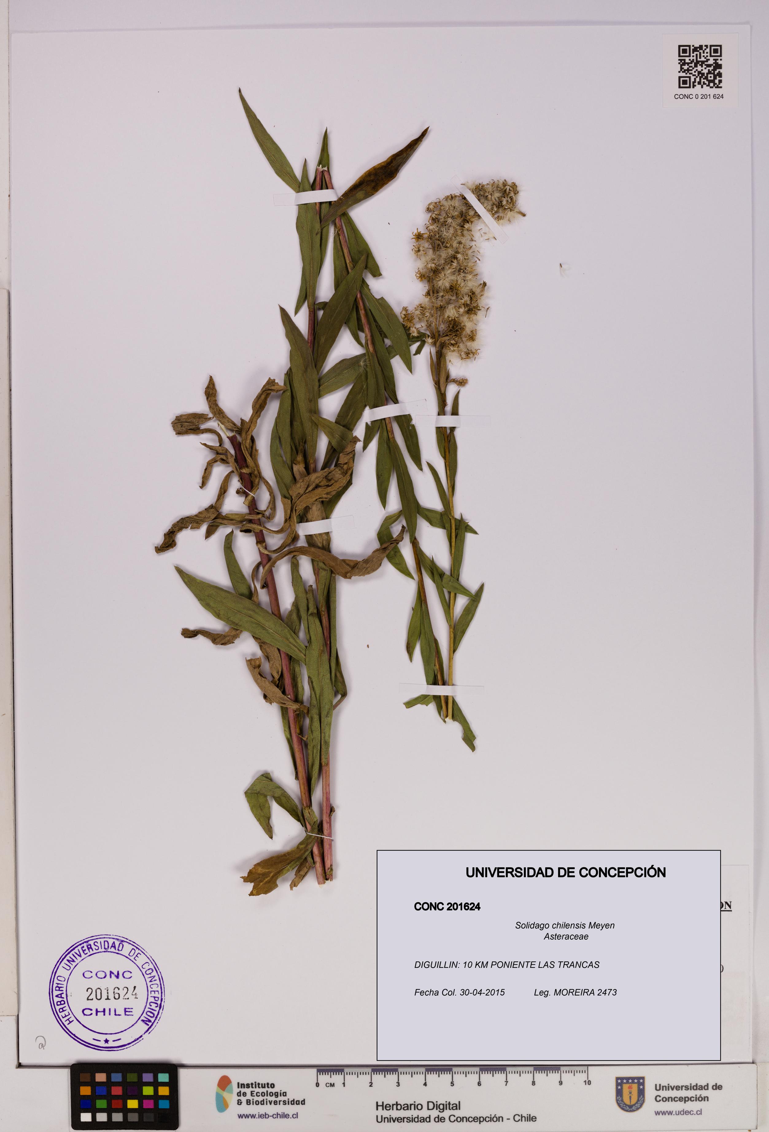 Solidago chilensis [Espécimen: UDEC:CONC:0201624]