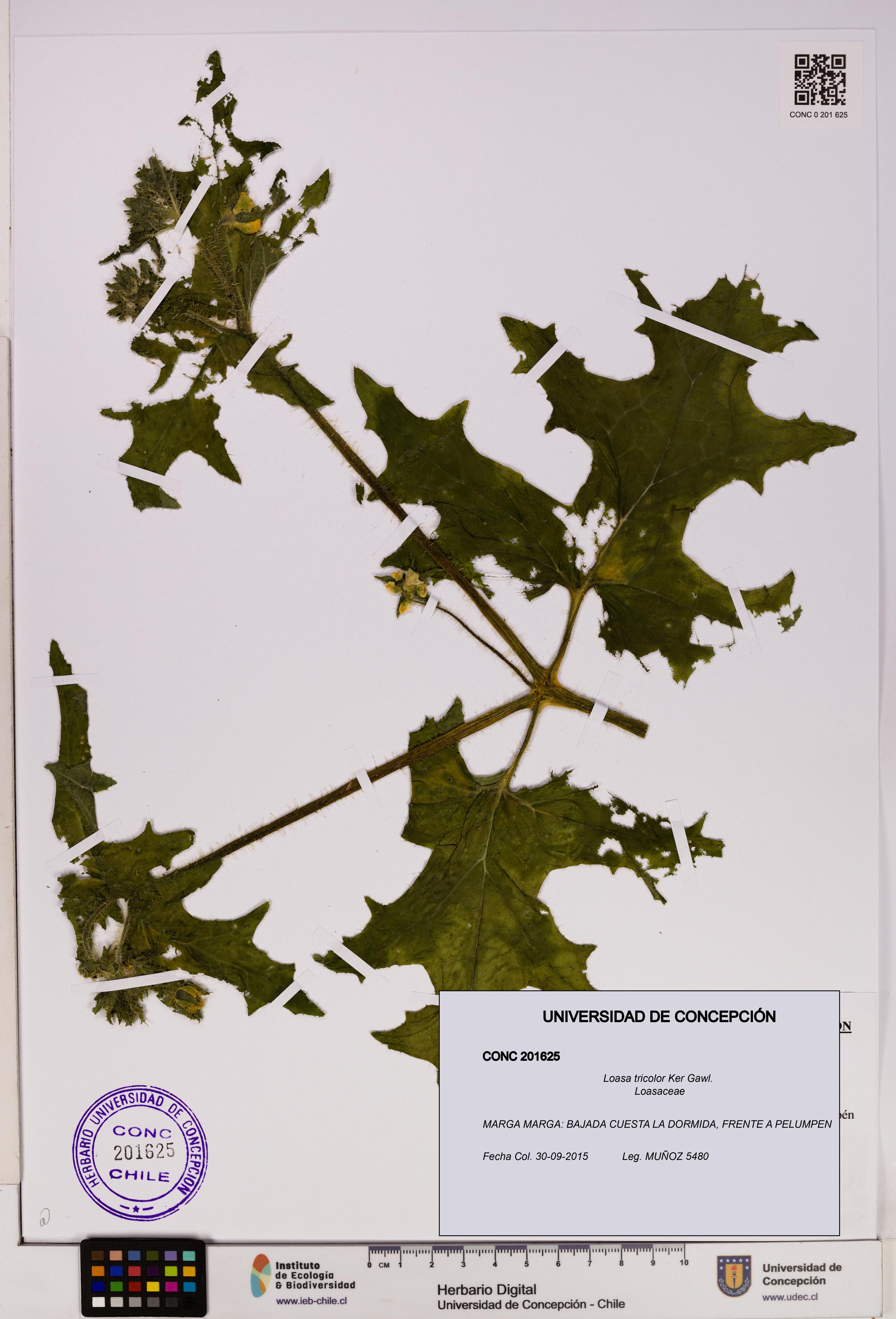 Loasa tricolor [Espécimen: UDEC:CONC:0201625]