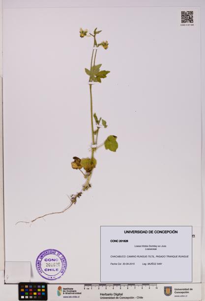 Loasa triloba [Espécimen: UDEC:CONC:0201626]