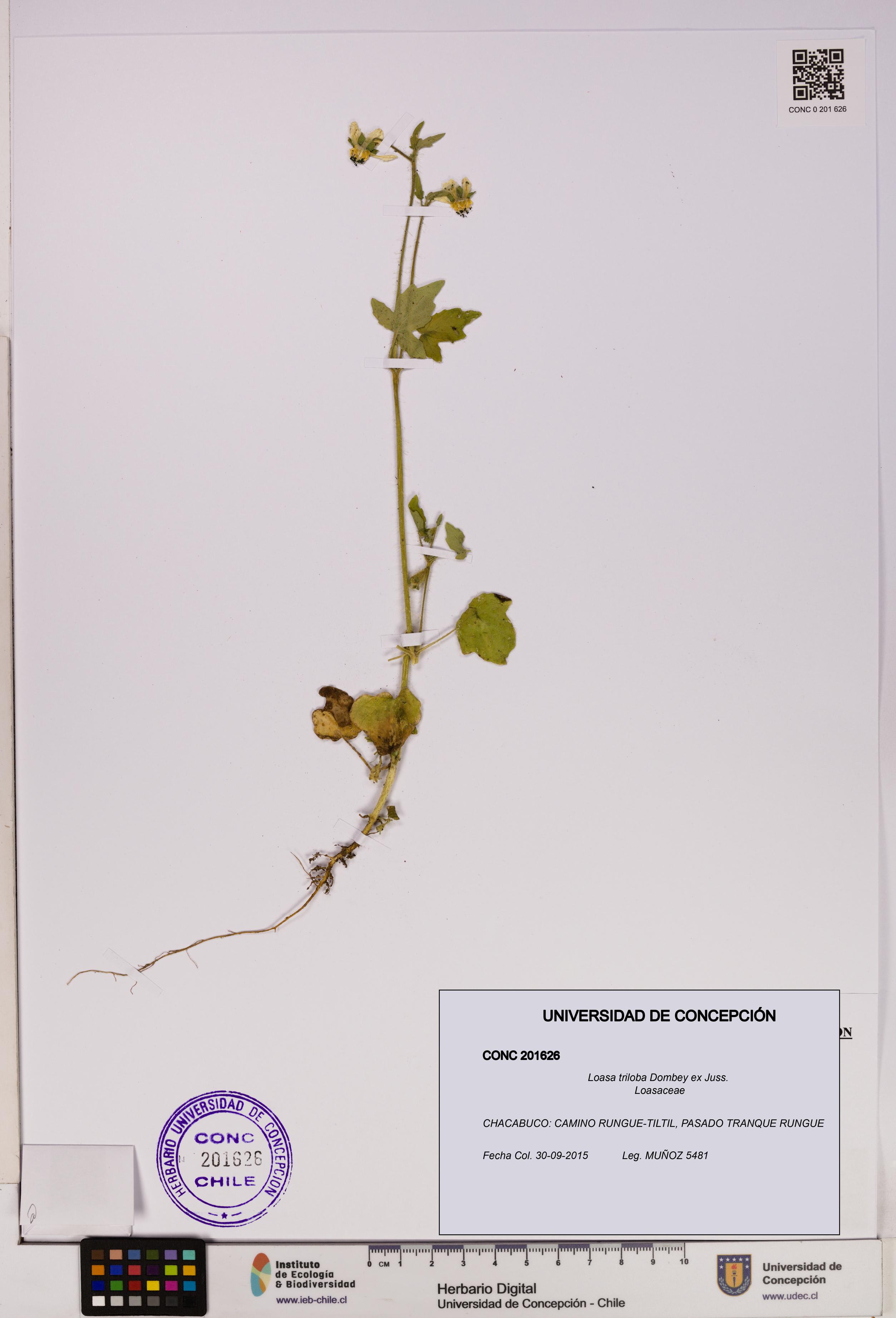 Loasa triloba [Espécimen: UDEC:CONC:0201626]