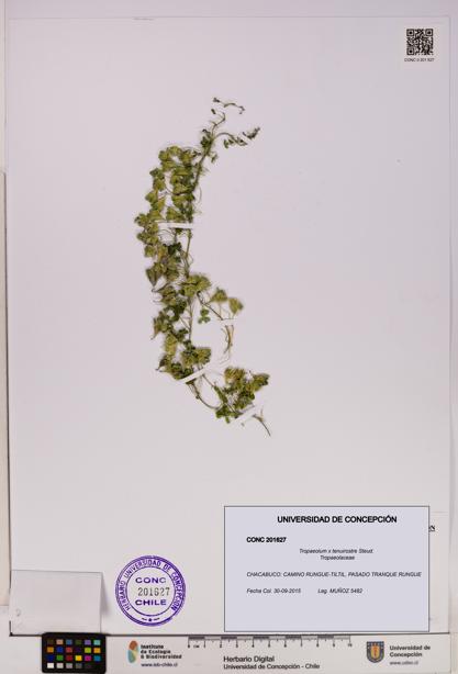 Tropaeolum x tenuirostre [Espécimen: UDEC:CONC:0201627]