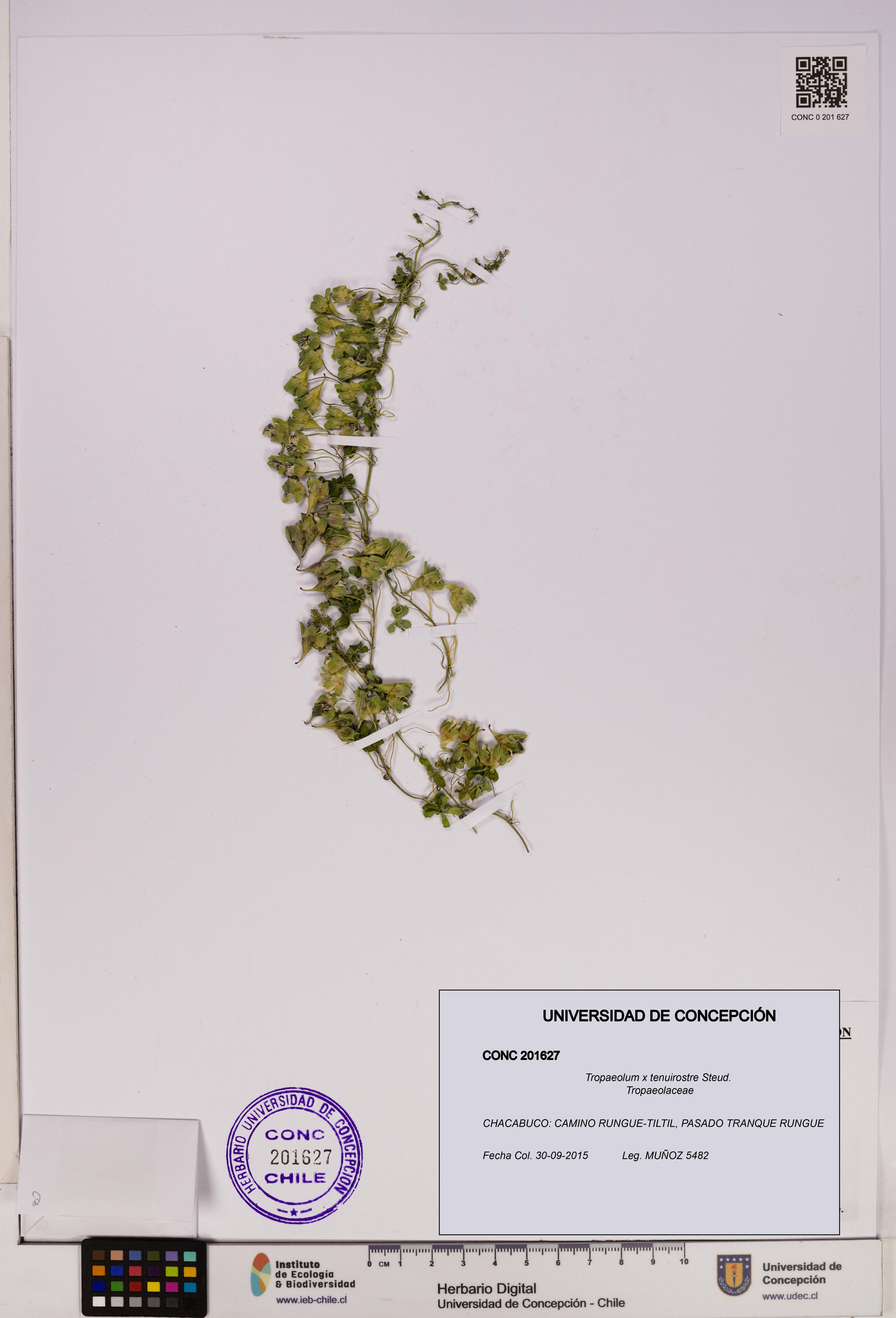 Tropaeolum x tenuirostre [Espécimen: UDEC:CONC:0201627]
