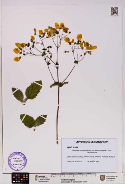 Calceolaria corymbosa subsp. santiagina [Espécimen: UDEC:CONC:0201628]