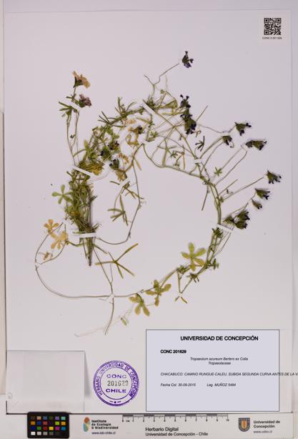 Tropaeolum azureum [Espécimen: UDEC:CONC:0201629]