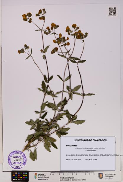 Calceolaria ascendens [Espécimen: UDEC:CONC:0201630]