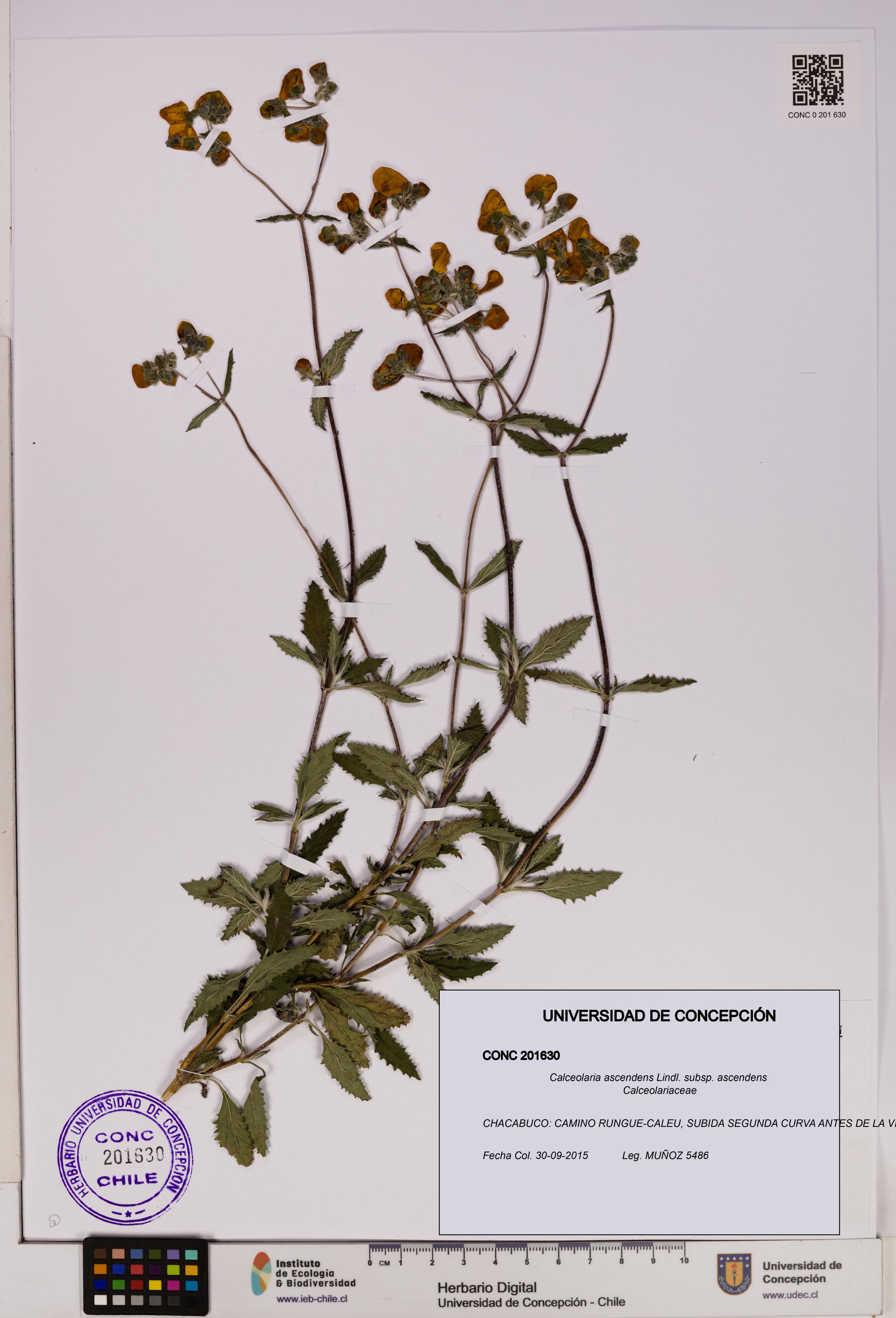 Calceolaria ascendens [Espécimen: UDEC:CONC:0201630]