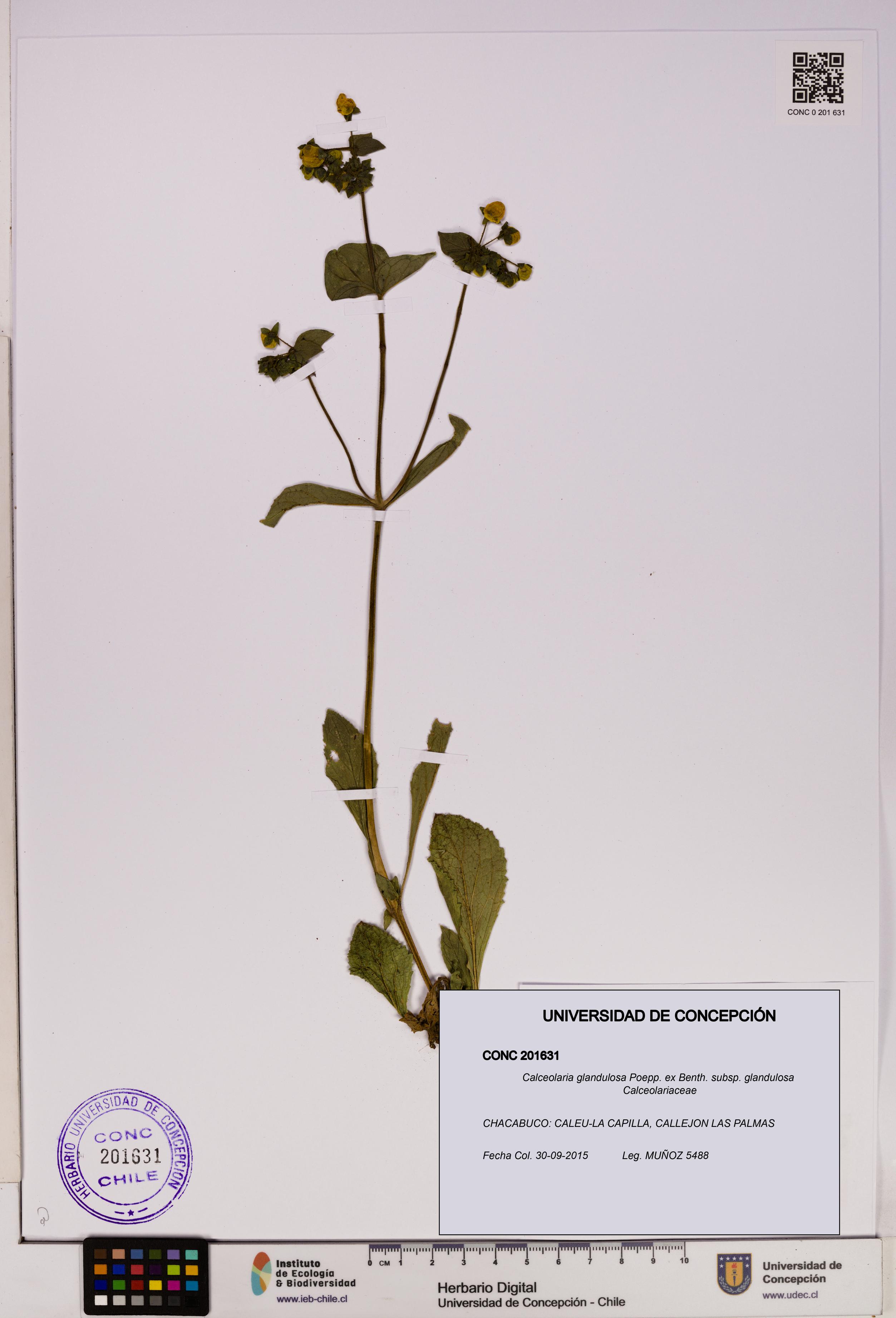 Calceolaria glandulosa subsp. glandulosa [Espécimen: UDEC:CONC:0201631]