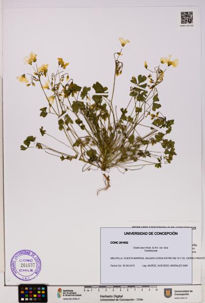 Oxalis laxa var. laxa [Espécimen: UDEC:CONC:0201632]