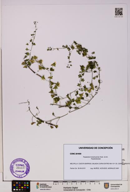 Tropaeolum brachyceras [Espécimen: UDEC:CONC:0201633]