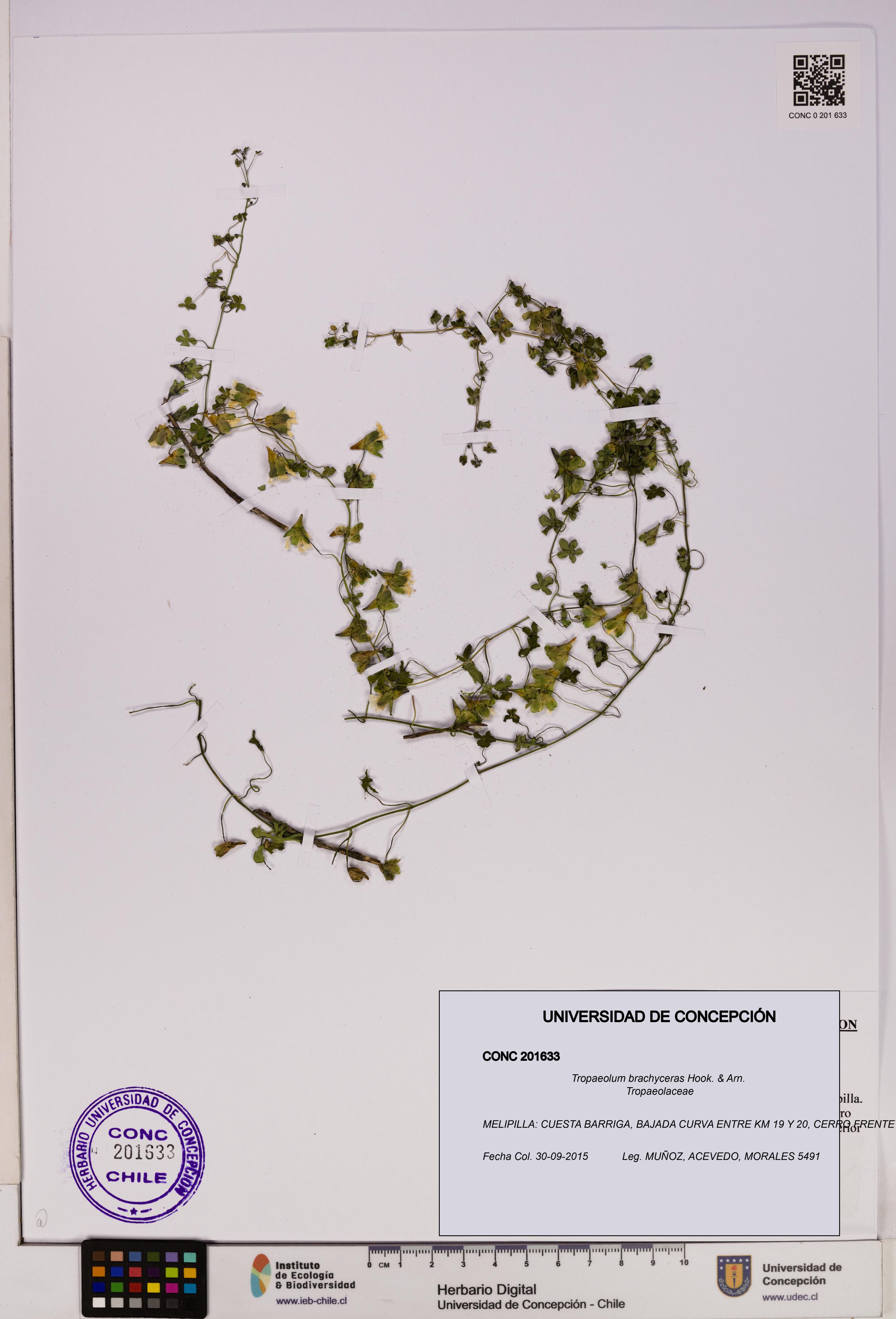 Tropaeolum brachyceras [Espécimen: UDEC:CONC:0201633]