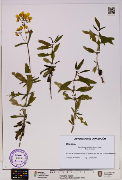 Calceolaria angustifolia [Espécimen: UDEC:CONC:0201634]