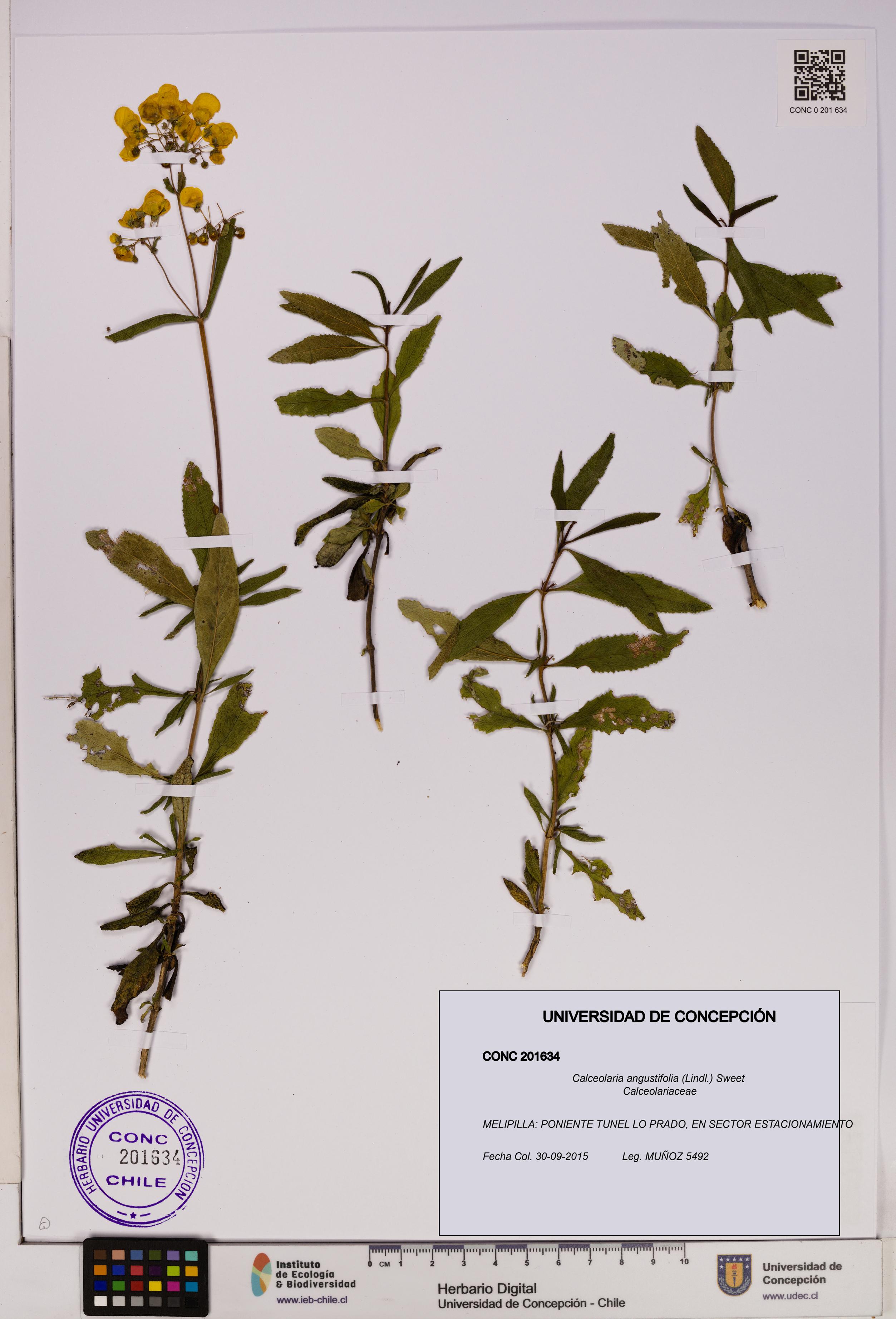 Calceolaria angustifolia [Espécimen: UDEC:CONC:0201634]