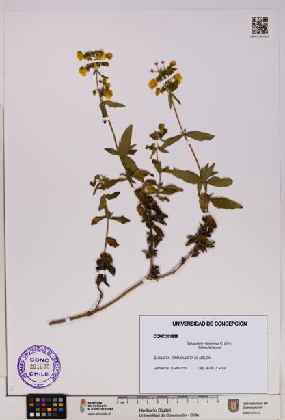 Calceolaria rubiginosa [Espécimen: UDEC:CONC:0201635]