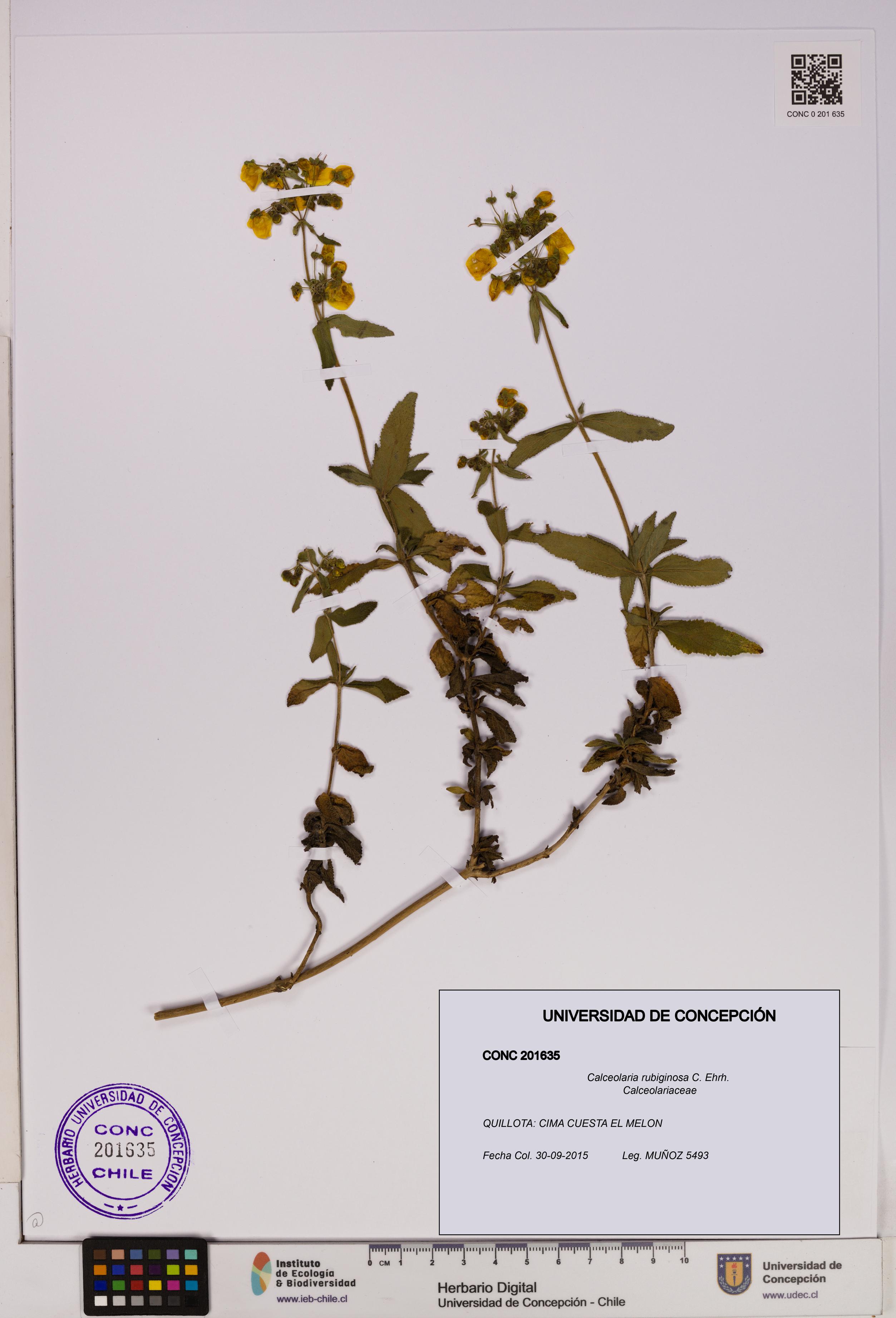 Calceolaria rubiginosa [Espécimen: UDEC:CONC:0201635]