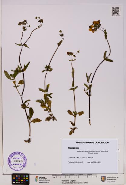 Calceolaria ascendens [Espécimen: UDEC:CONC:0201636]