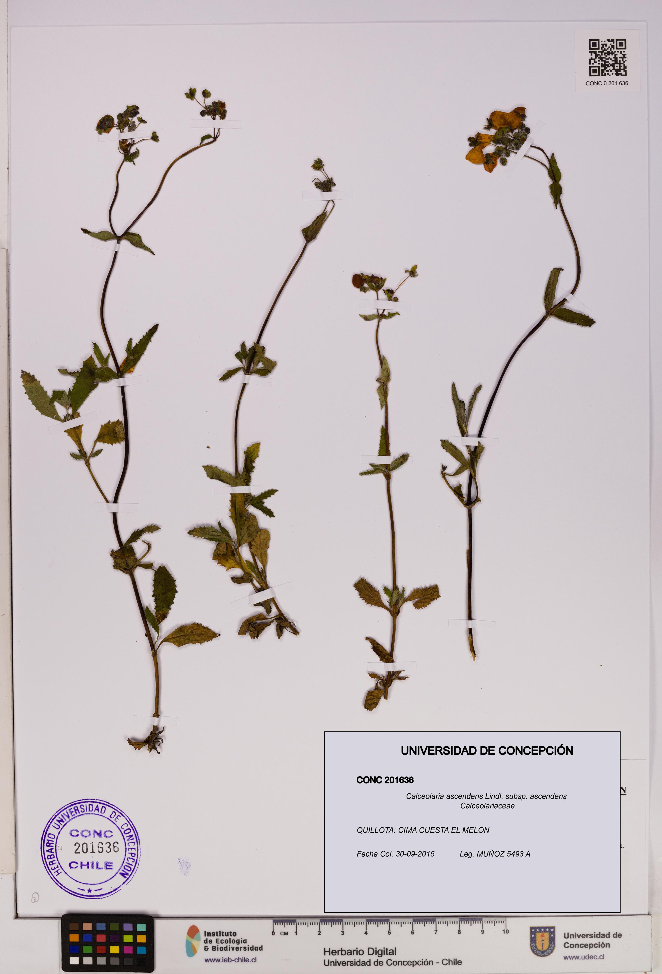 Calceolaria ascendens [Espécimen: UDEC:CONC:0201636]