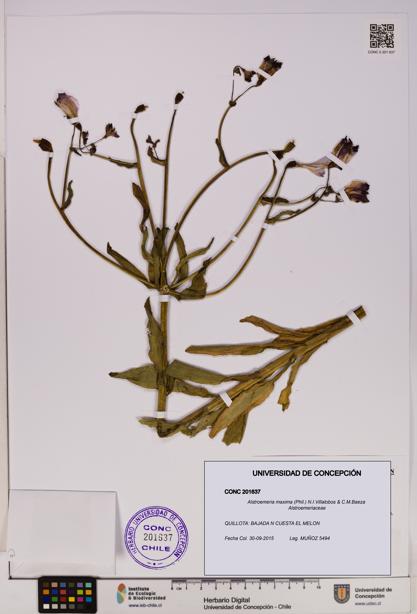 Alstroemeria maxima [Espécimen: UDEC:CONC:0201637]