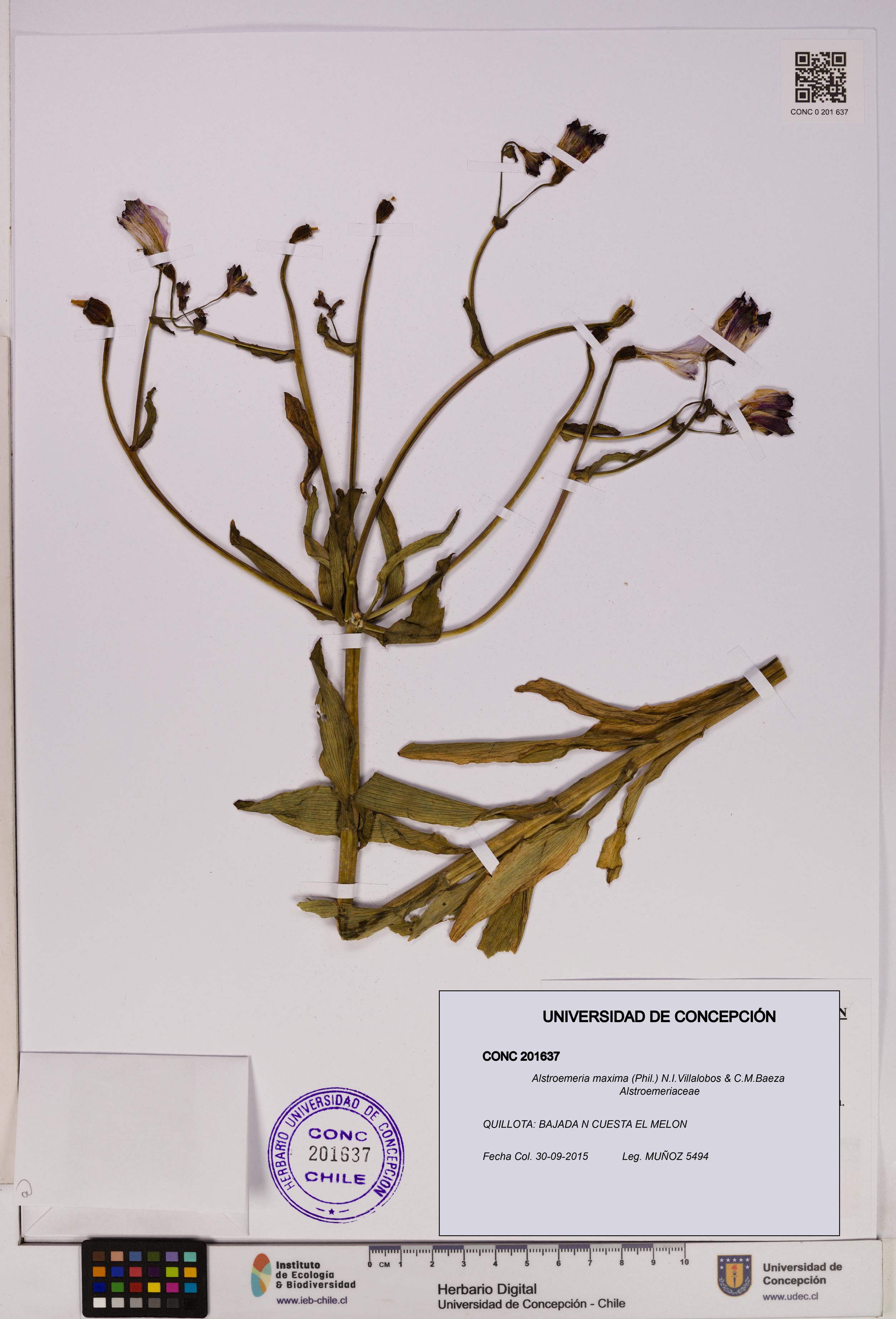 Alstroemeria maxima [Espécimen: UDEC:CONC:0201637]