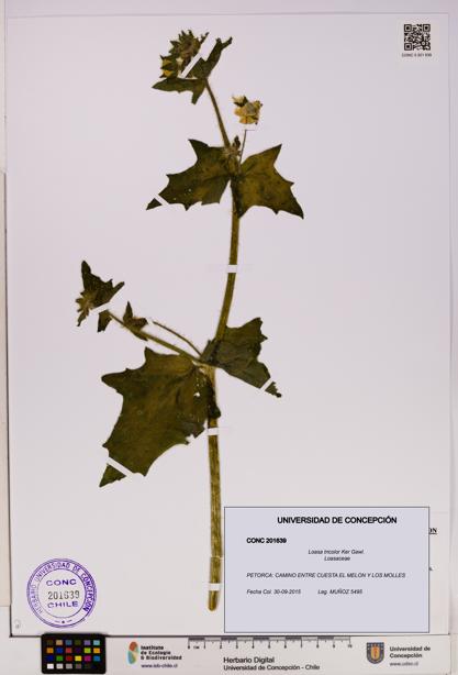 Loasa tricolor [Espécimen: UDEC:CONC:0201639]