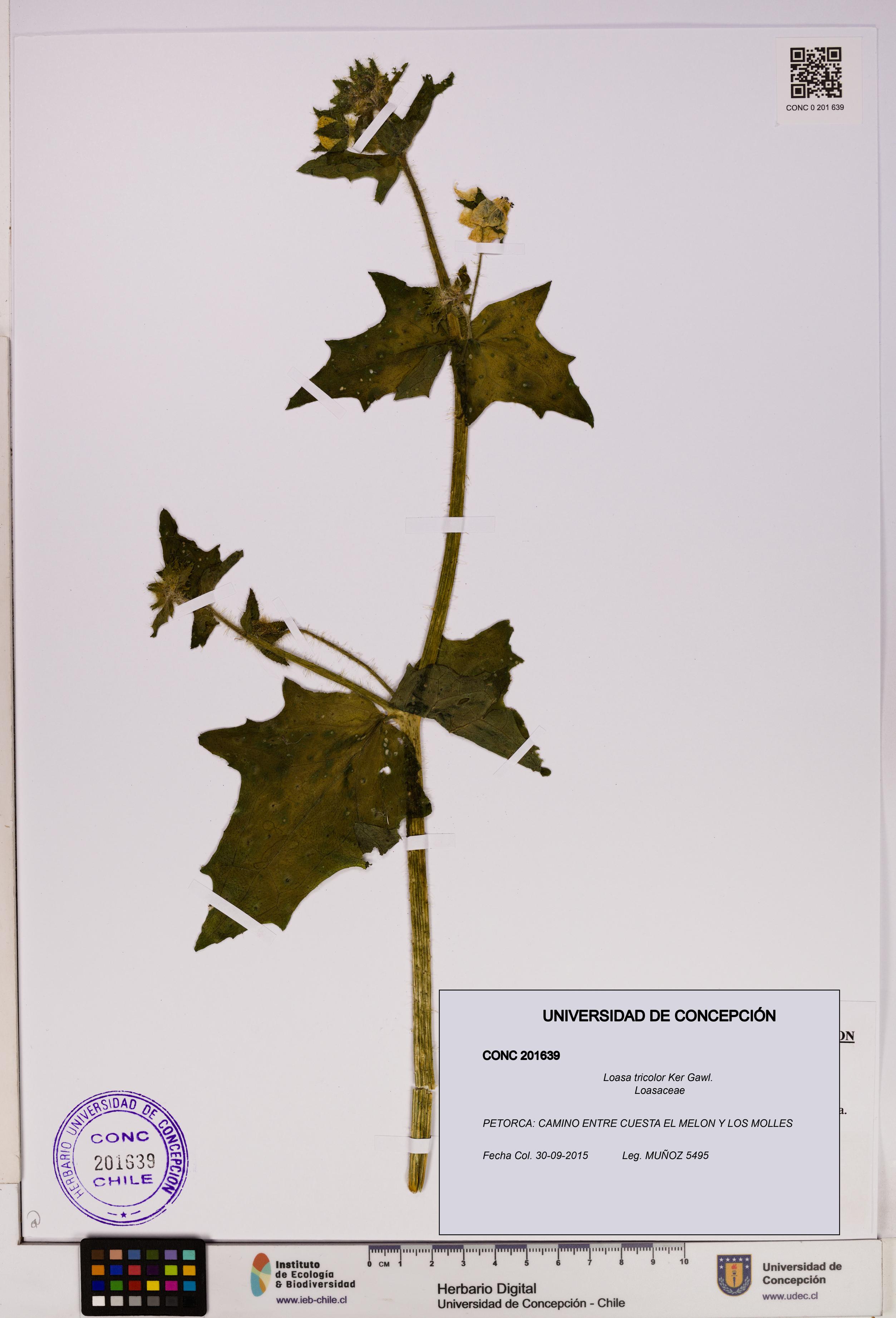 Loasa tricolor [Espécimen: UDEC:CONC:0201639]