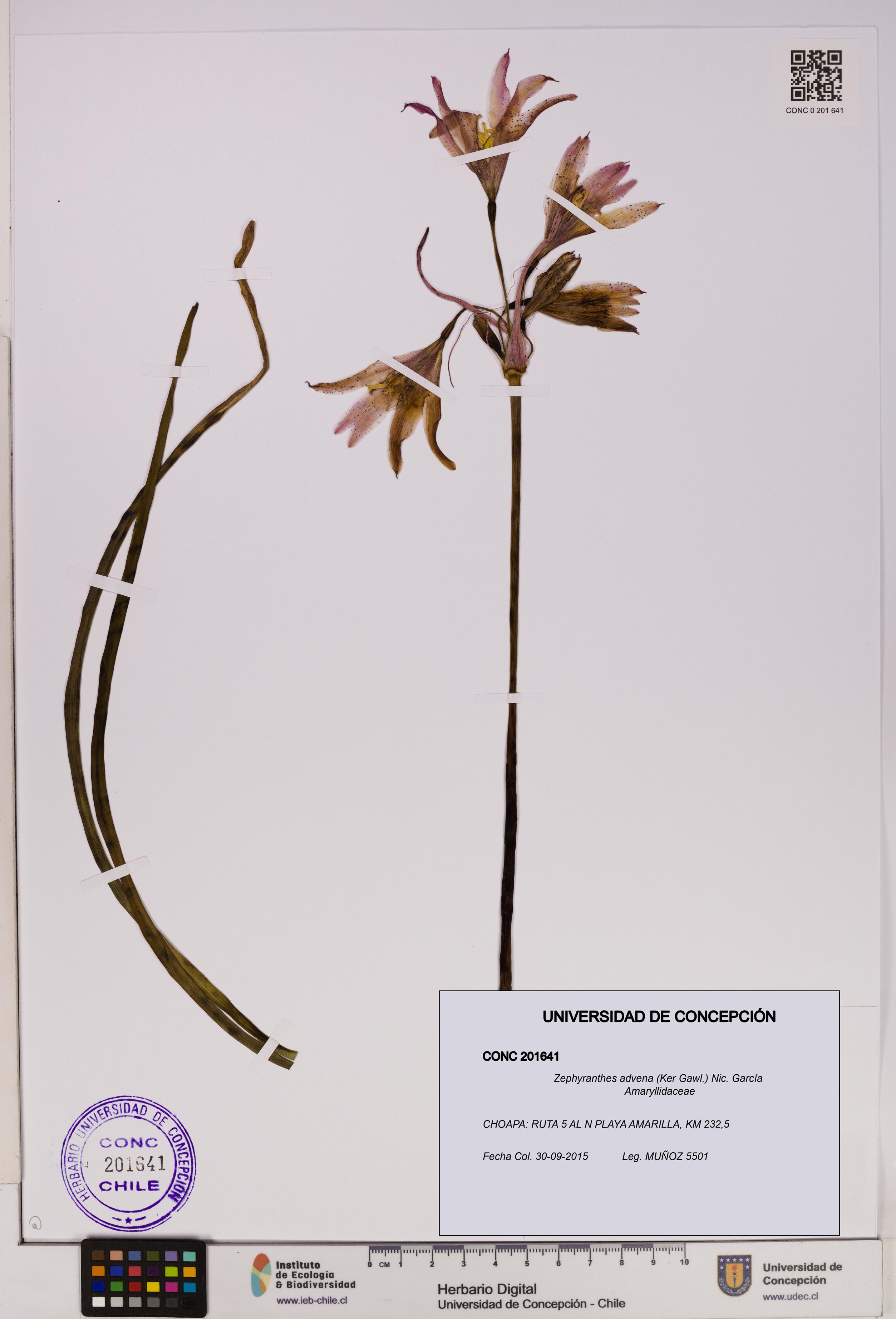 Zephyranthes advena [Espécimen: UDEC:CONC:0201641]