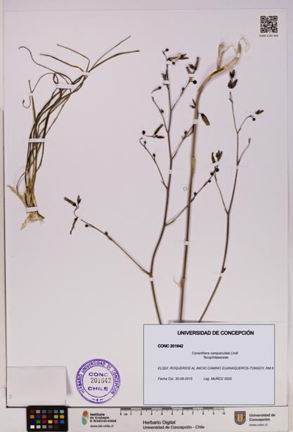 Conanthera campanulata [Espécimen: UDEC:CONC:0201642]