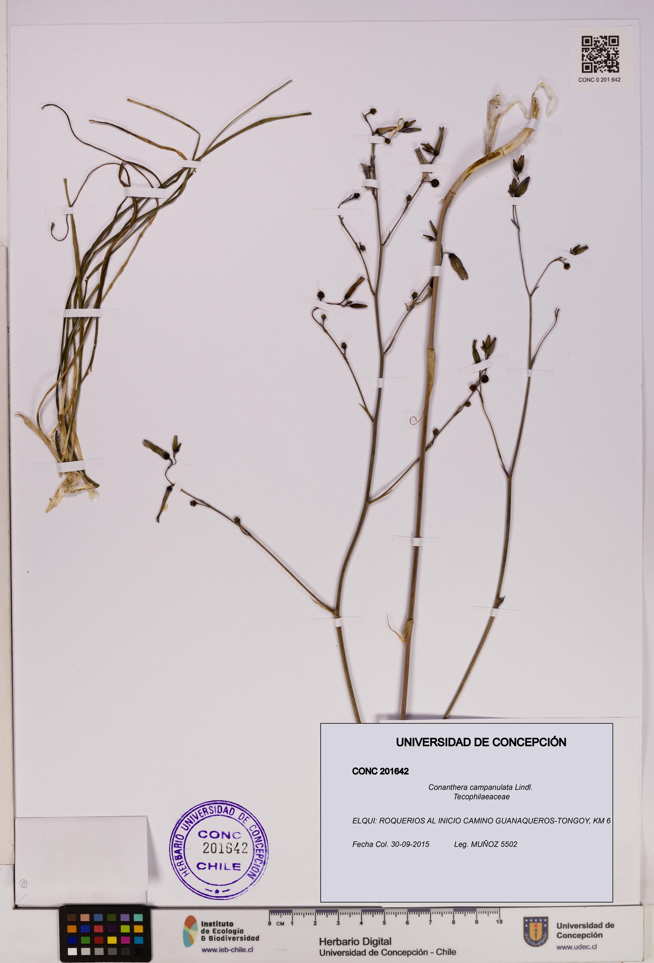 Conanthera campanulata [Espécimen: UDEC:CONC:0201642]