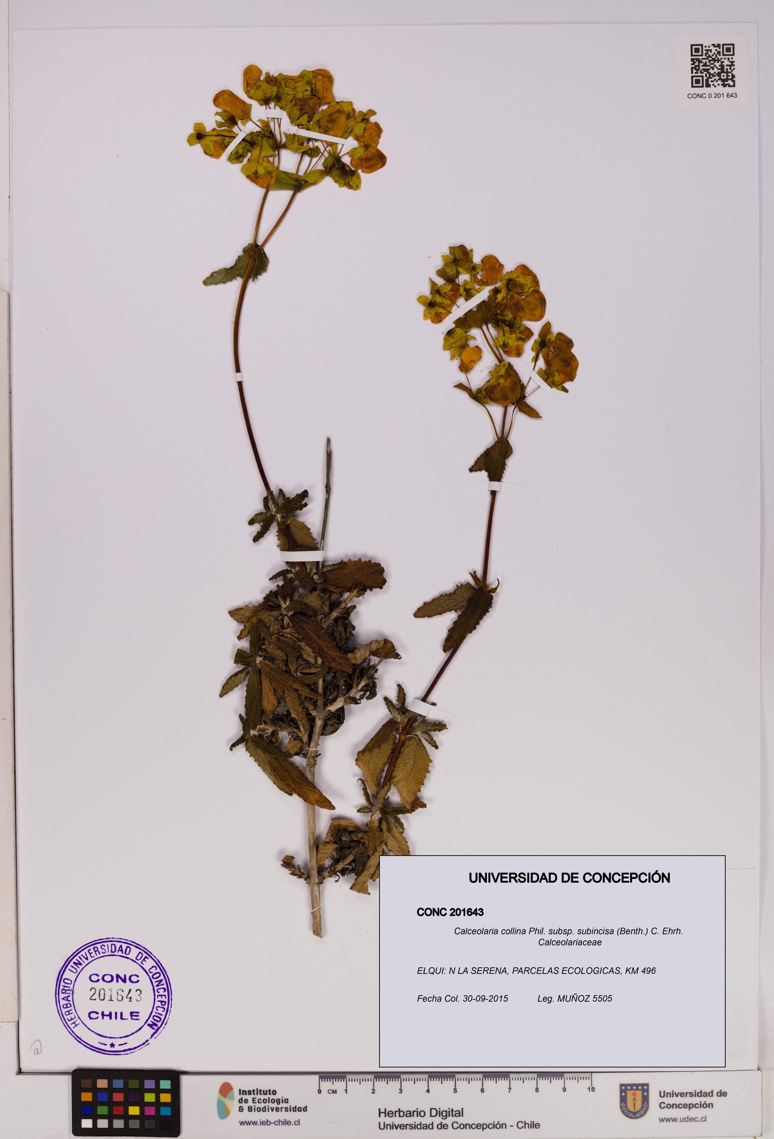 Calceolaria collina subsp. subincisa [Espécimen: UDEC:CONC:0201643]