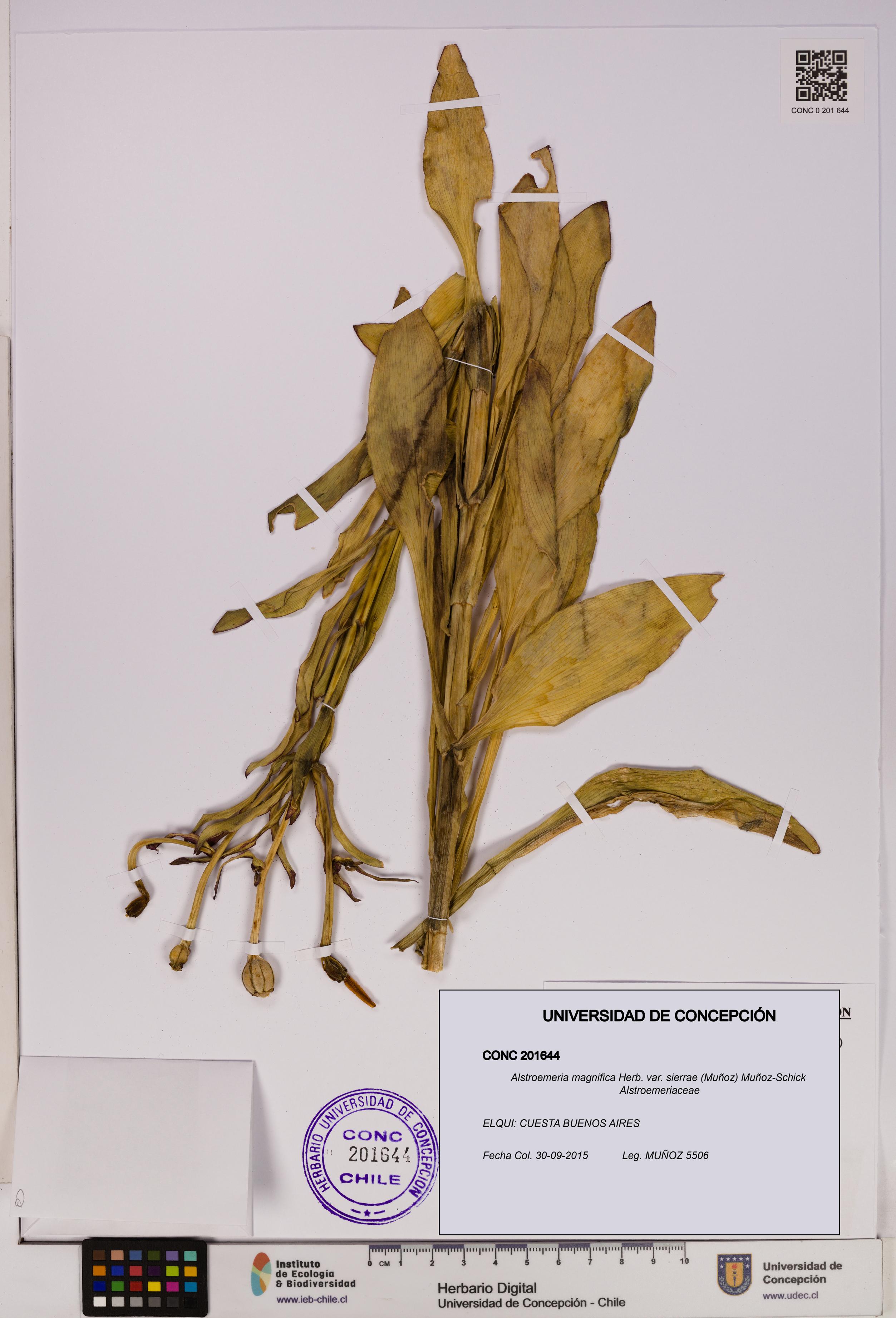 Alstroemeria magnifica var. sierrae [Espécimen: UDEC:CONC:0201644]