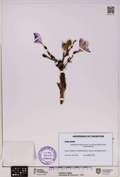 Alstroemeria magnifica [Espécimen: UDEC:CONC:0201645]