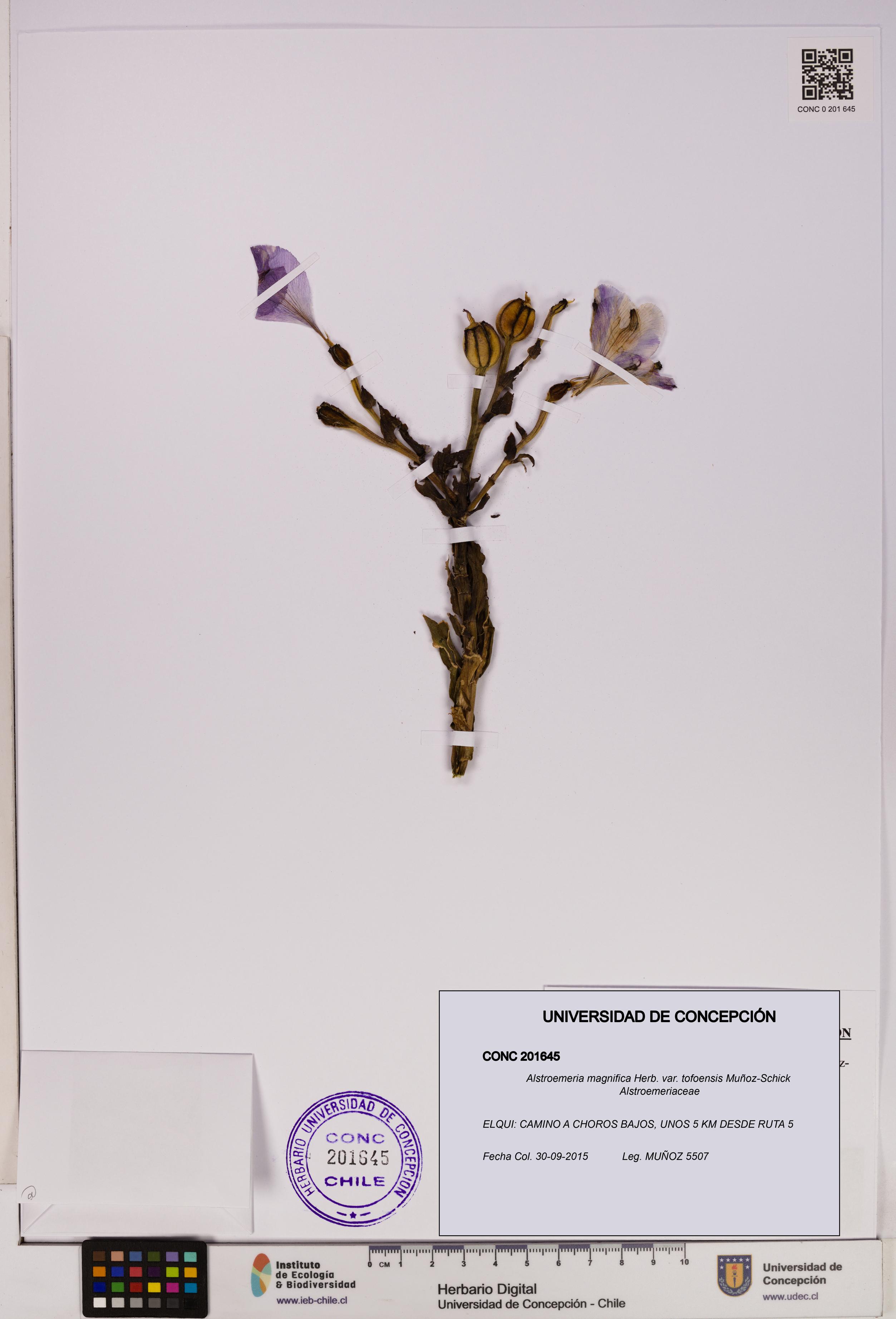 Alstroemeria magnifica [Espécimen: UDEC:CONC:0201645]