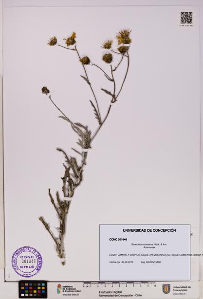 Senecio brunonianus [Espécimen: UDEC:CONC:0201646]