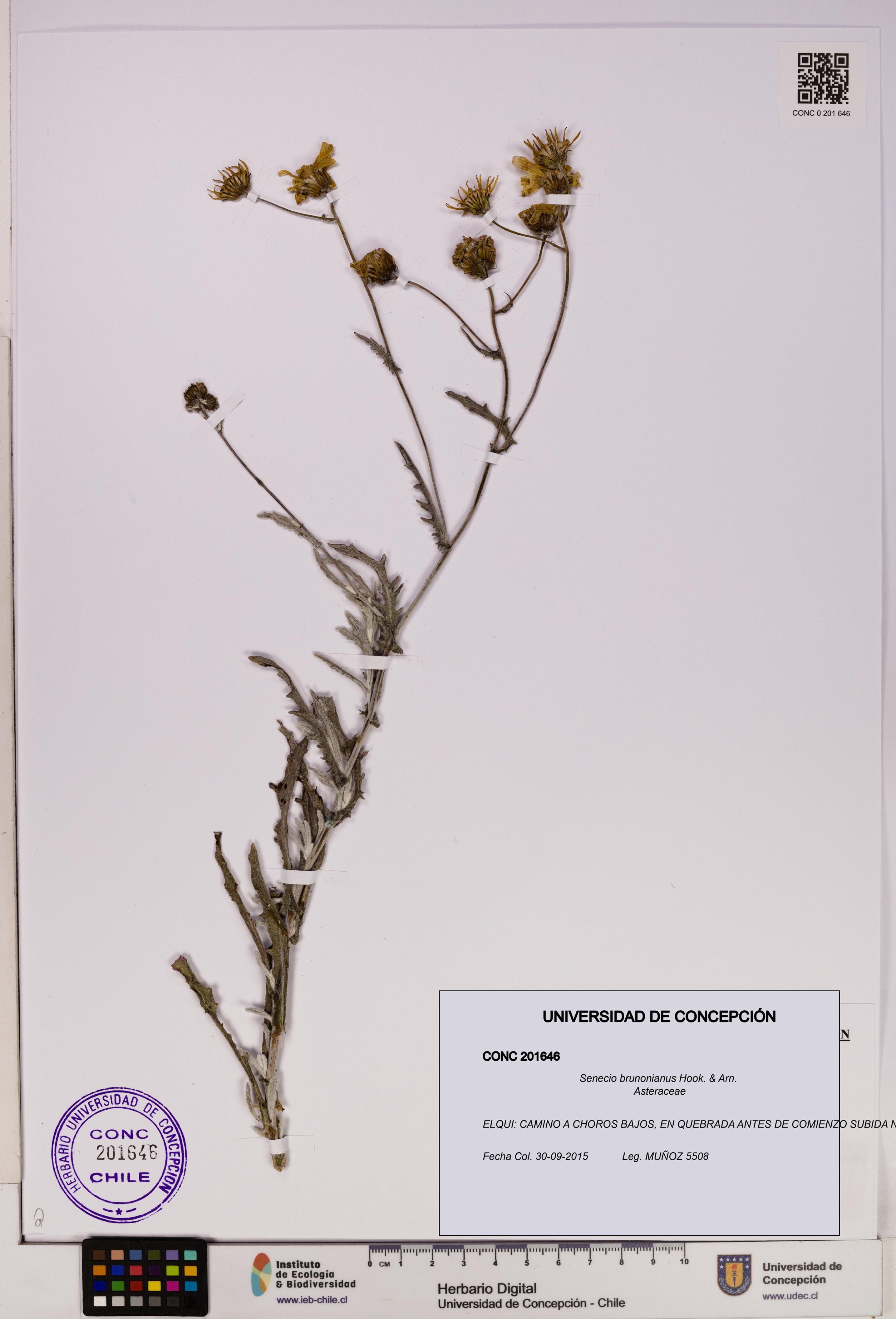 Senecio brunonianus [Espécimen: UDEC:CONC:0201646]