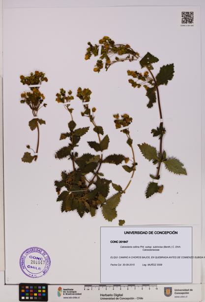 Calceolaria collina subsp. subincisa [Espécimen: UDEC:CONC:0201647]