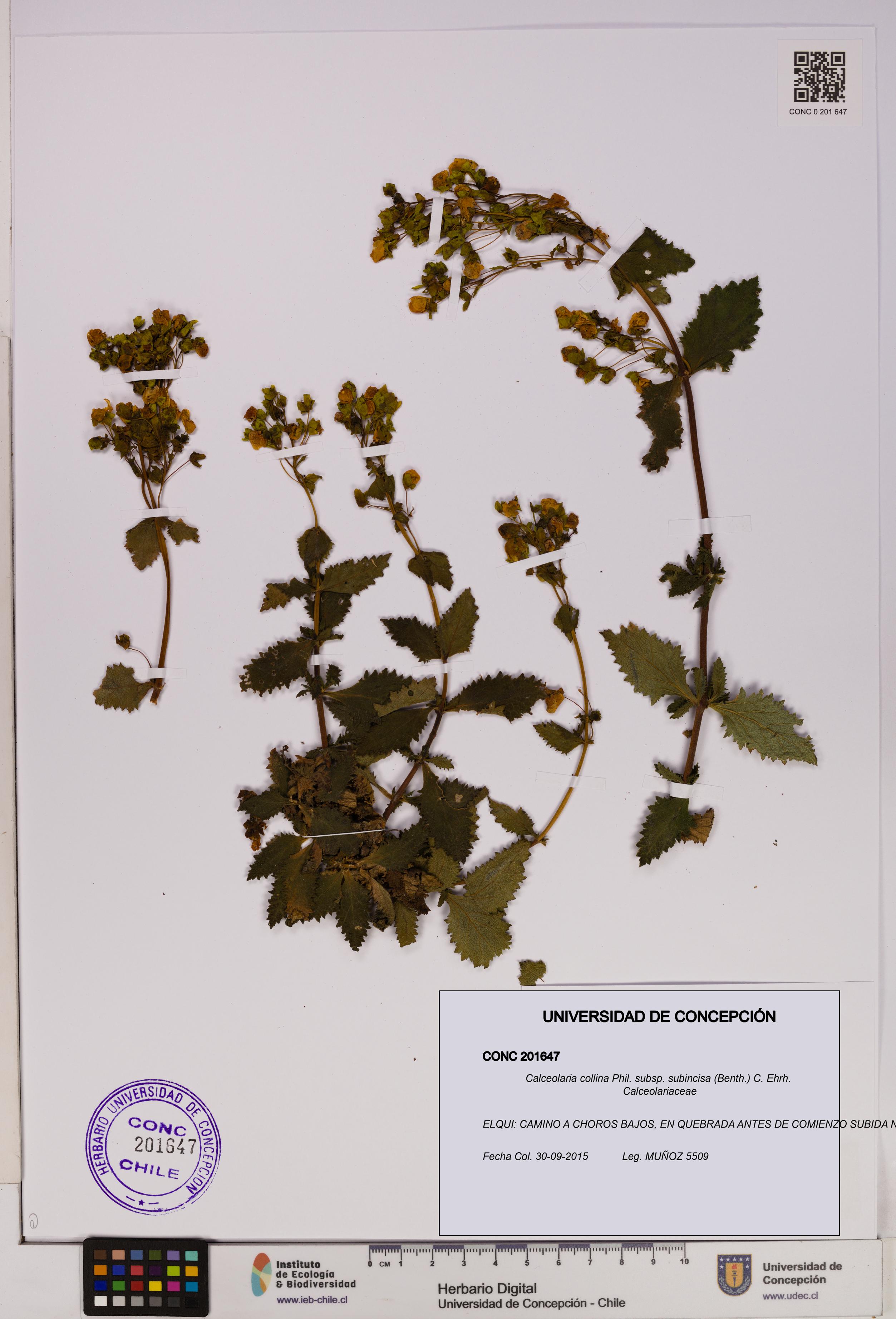 Calceolaria collina subsp. subincisa [Espécimen: UDEC:CONC:0201647]