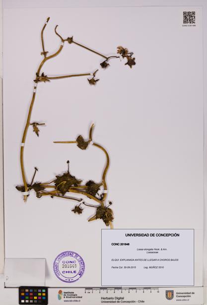 Loasa elongata [Espécimen: UDEC:CONC:0201648]