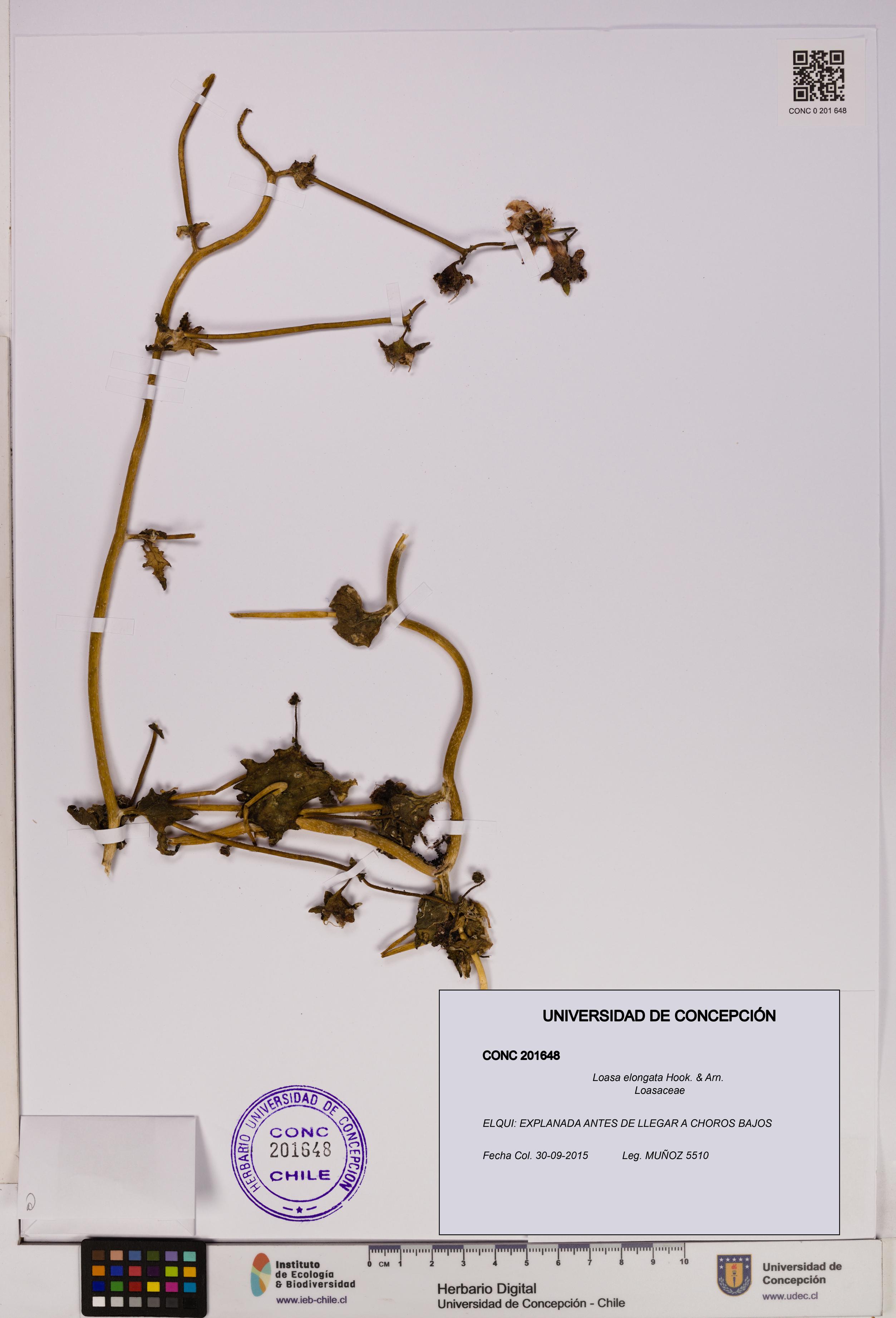 Loasa elongata [Espécimen: UDEC:CONC:0201648]