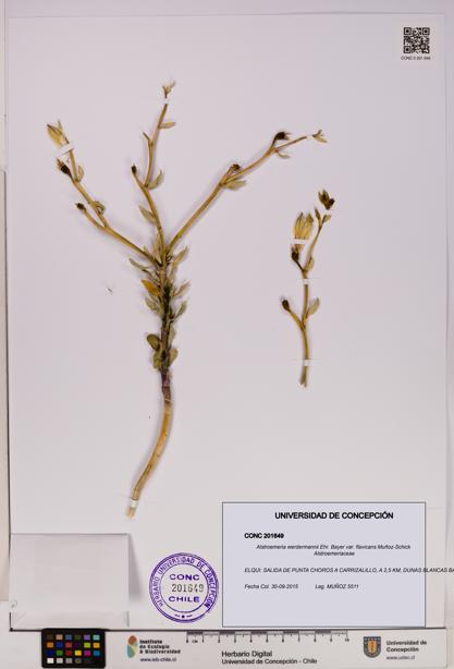 Alstroemeria werdermannii var. flavicans [Espécimen: UDEC:CONC:0201649]
