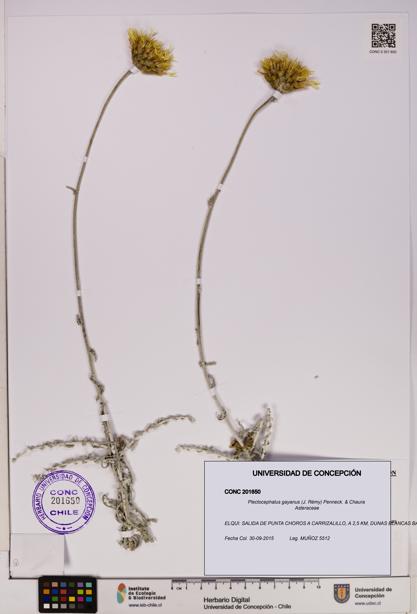 Plectocephalus gayanus [Espécimen: UDEC:CONC:0201650]