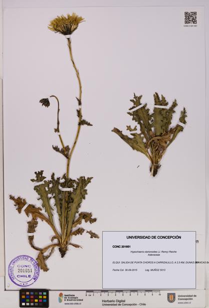 Hypochaeris clarionoides [Espécimen: UDEC:CONC:0201651]