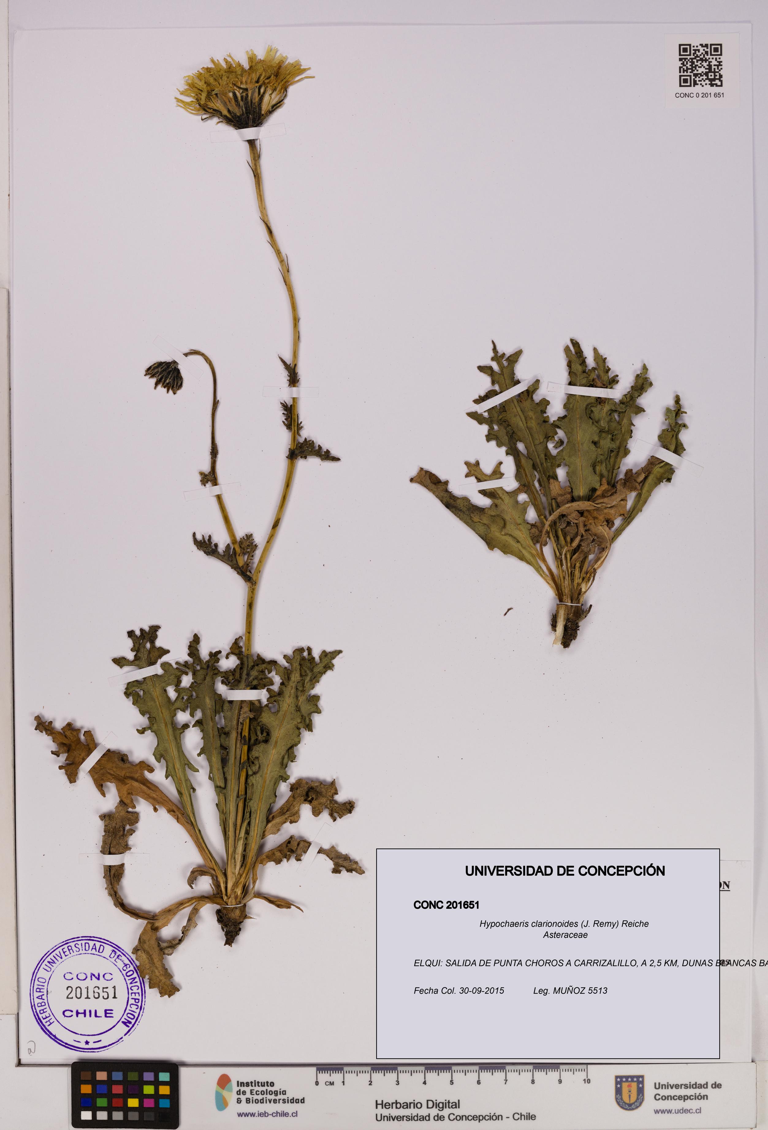 Hypochaeris clarionoides [Espécimen: UDEC:CONC:0201651]