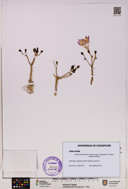 Alstroemeria diluta [Espécimen: UDEC:CONC:0201652]
