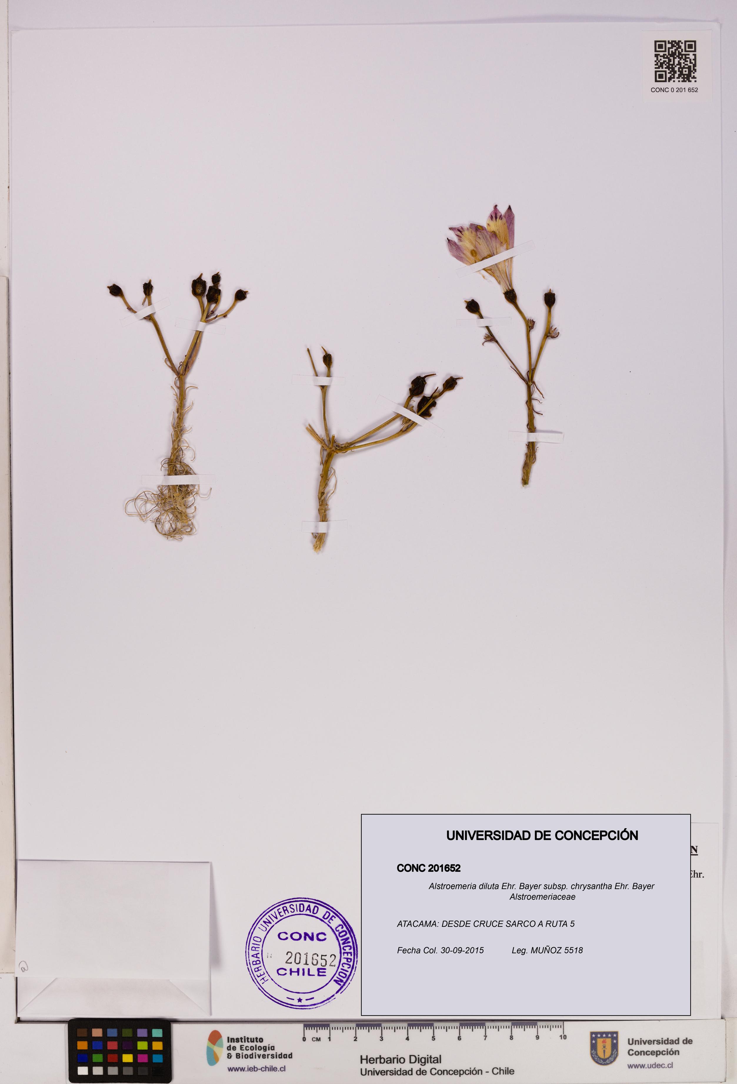 Alstroemeria diluta [Espécimen: UDEC:CONC:0201652]