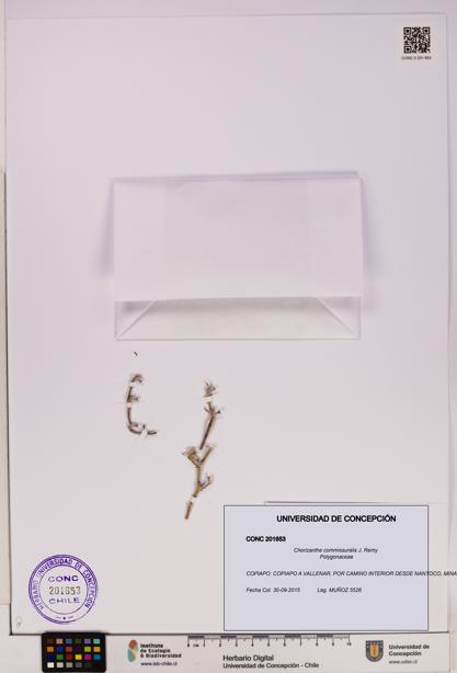 Chorizanthe commissuralis [Espécimen: UDEC:CONC:0201653]