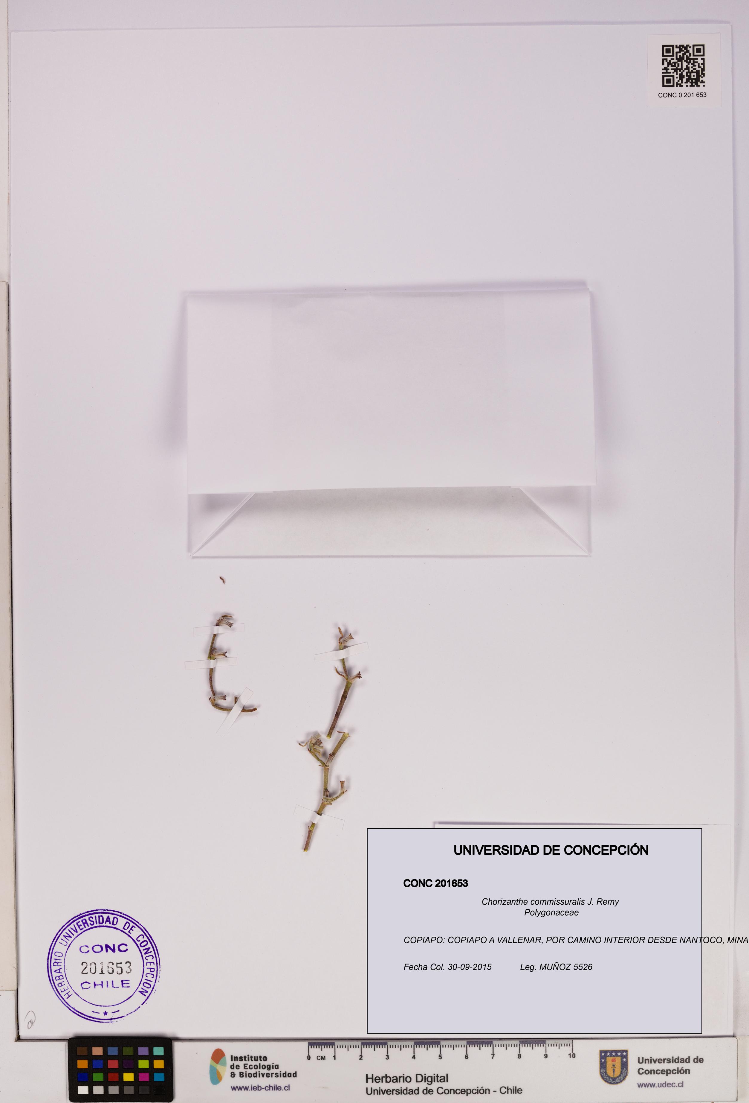 Chorizanthe commissuralis [Espécimen: UDEC:CONC:0201653]