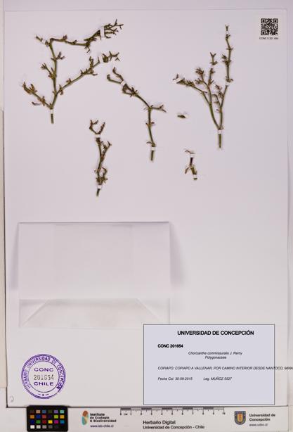 Chorizanthe commissuralis [Espécimen: UDEC:CONC:0201654]