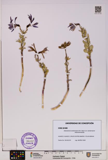 Alstroemeria werdermannii var. werdermannii [Espécimen: UDEC:CONC:0201655]